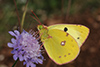 Colias hyale